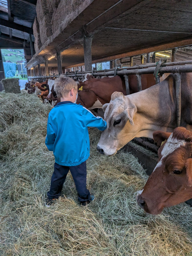 Die Hühner ins Bett bringen