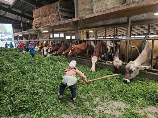 Hühner ins Bett bringen