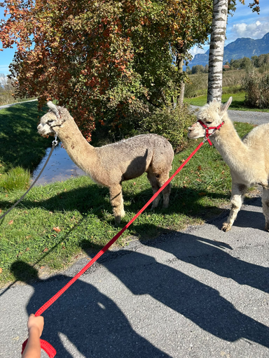 Alpaka Trekking