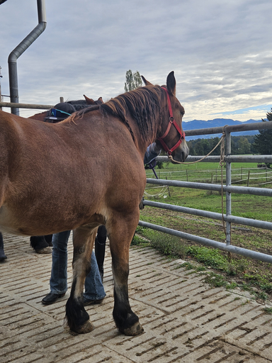 Reitspass