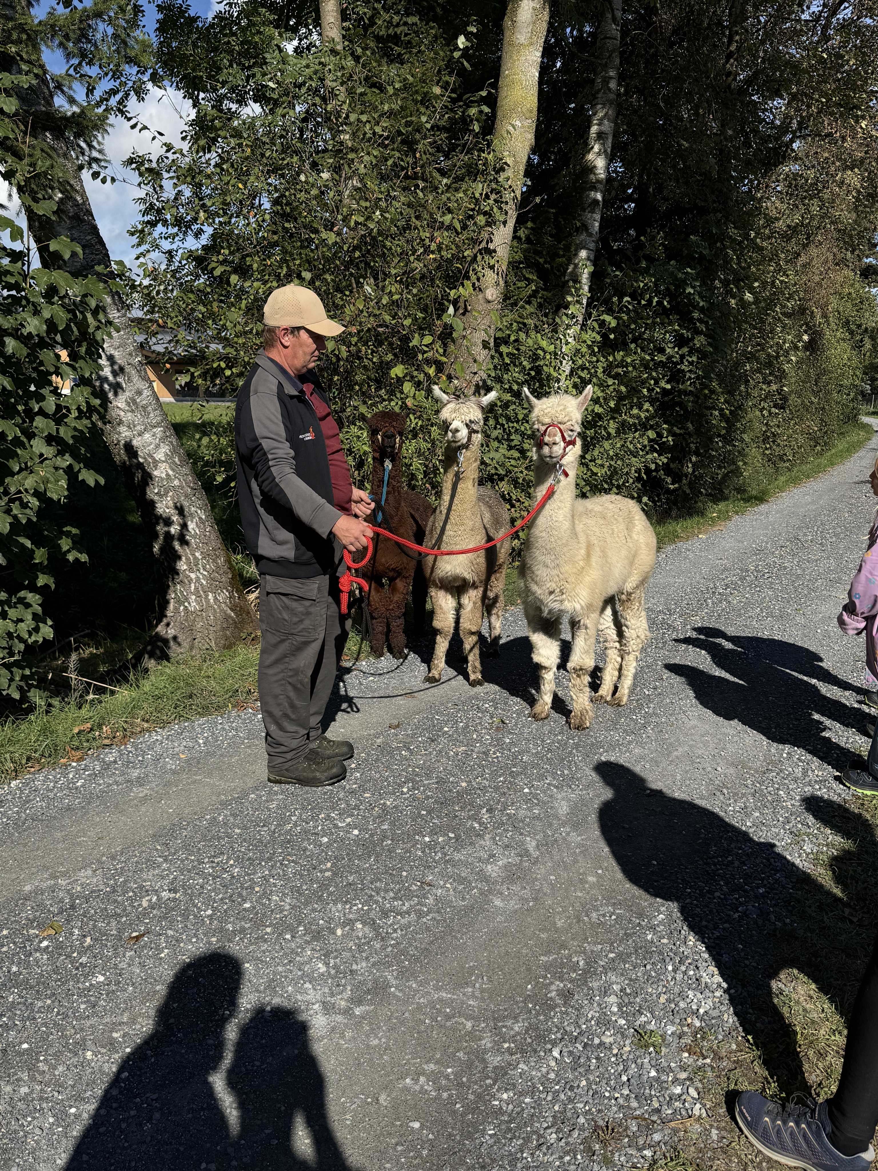 Alpaka Trekking