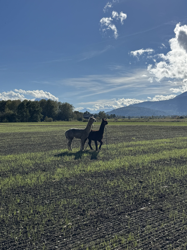 Alpaka Trekking