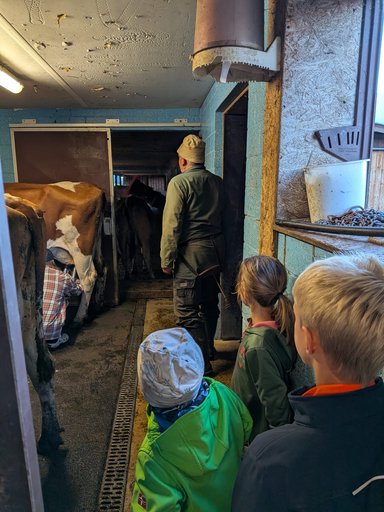 Die Hühner ins Bett bringen