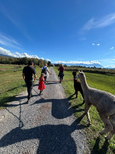 Alpaka Trekking
