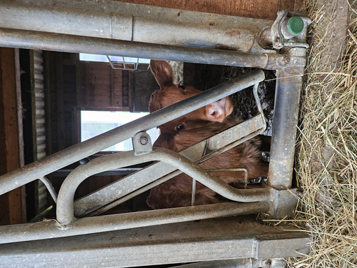 Hühner ins Bett bringen