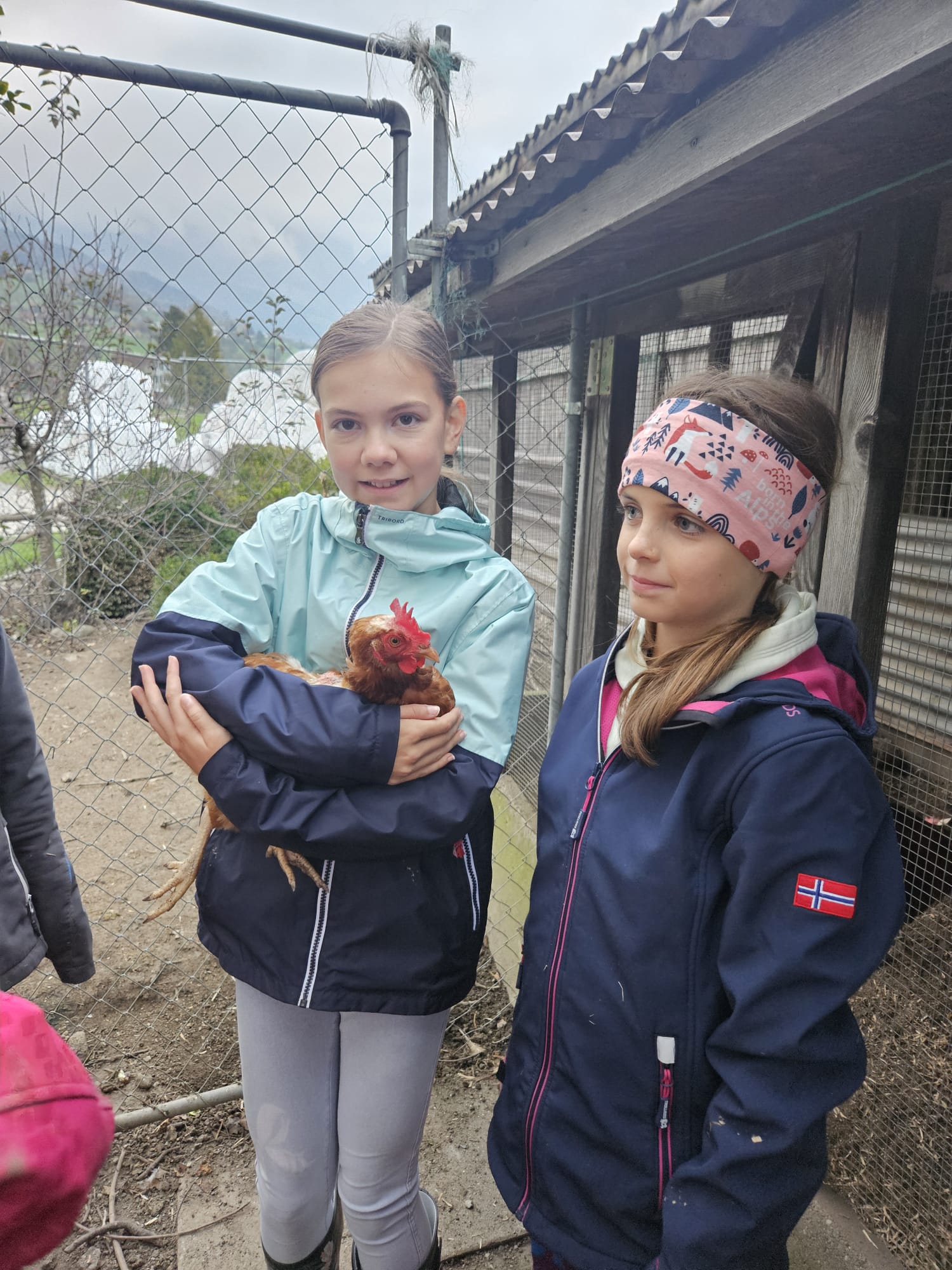 Die Hühner ins Bett bringen