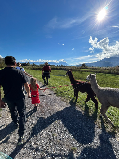 Alpaka Trekking