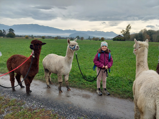 Alpaka Trekking