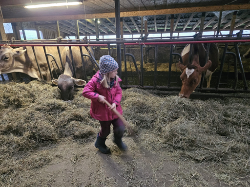 Die Hühner ins Bett bringen