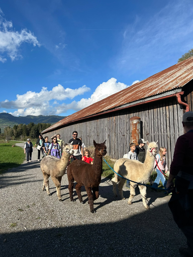 Alpaka Trekking