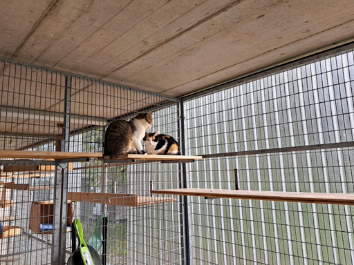 Tierschutz für Kinder