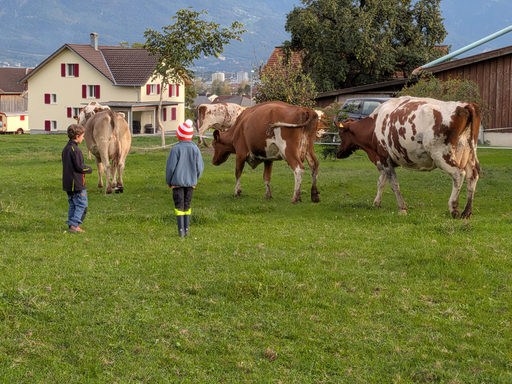 Die Hühner ins Bett bringen