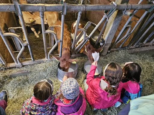 Die Hühner ins Bett bringen